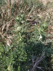 Echinops armatus