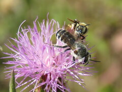 Megachile ericetorum