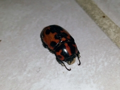 Cyclocephala deceptor