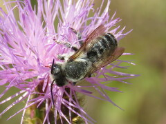 Megachile ericetorum