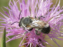 Megachile ericetorum