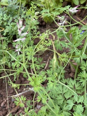 Fumaria muralis
