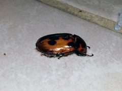 Cyclocephala deceptor