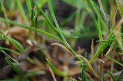 Dianthus benearnensis