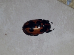 Cyclocephala deceptor