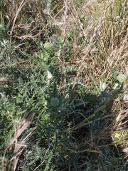 Echinops armatus