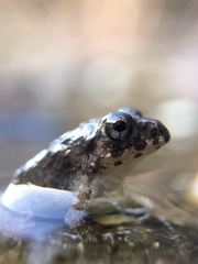 Fejervarya kawamurai