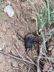 Philolithus sordidus