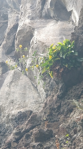 Image of Golden Musschia (Musschia aurea) by (c) Vítor Jorge, some rights reserved (CC BY)