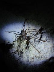 Heteropoda aemulans