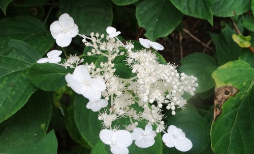 Hydrangea paniculata