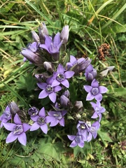 Gentianella germanica