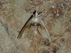 Lipocosma sicalis