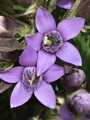 Gentianella germanica