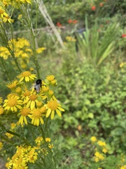 Bombus lapidarius