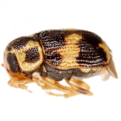 Pachybrachis tridens