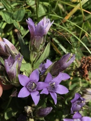 Gentianella germanica