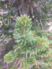 Pinus balfouriana austrina