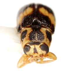 Pachybrachis tridens