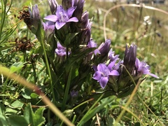 Gentianella germanica