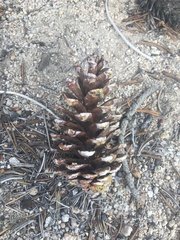 Pinus balfouriana austrina