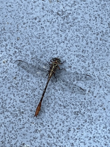 Russet-tipped Clubtail photo 5