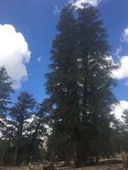 Pinus balfouriana austrina