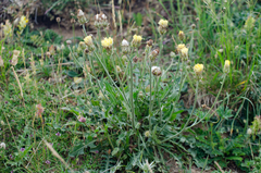 Crepis albida