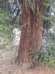 Pinus balfouriana austrina