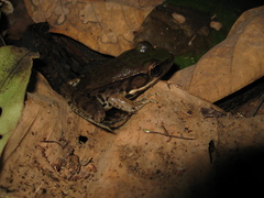 Lithobates palmipes