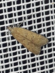 Helcystogramma lutatella