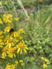 Bombus lapidarius