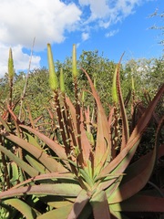 Aloe spicata