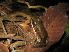 Lithobates palmipes