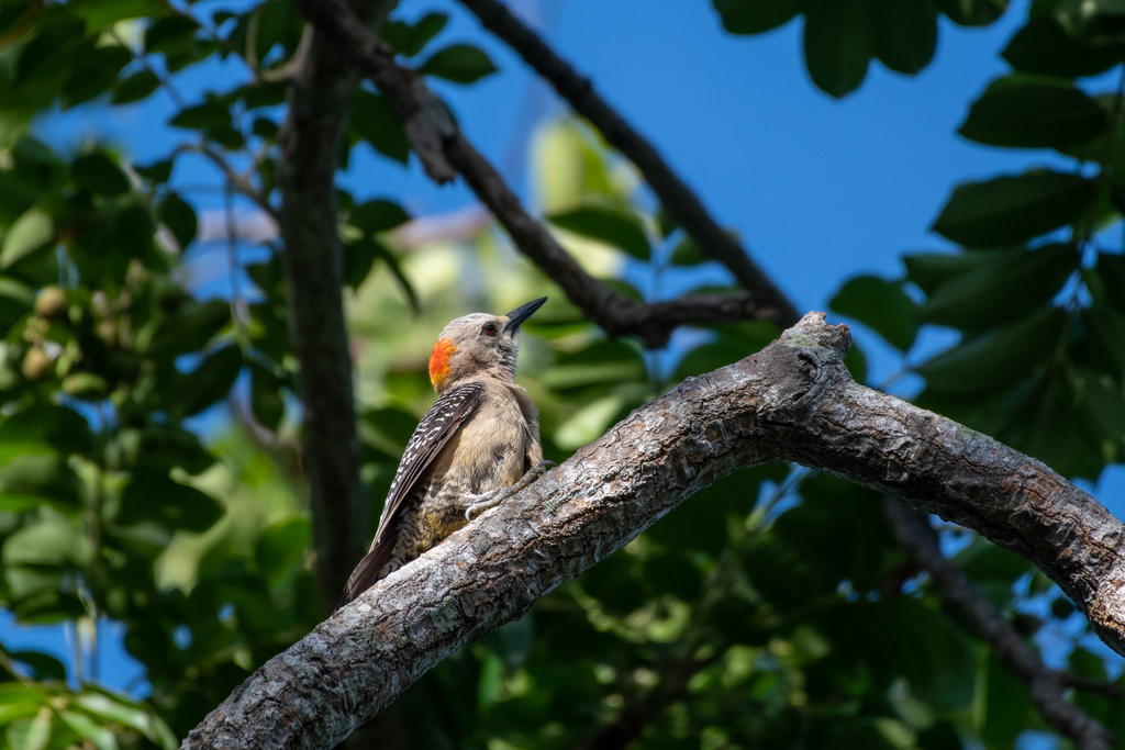 Veracruz Woodpecker