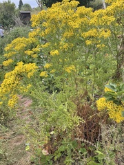 Jacobaea vulgaris