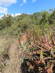 Aloe spicata