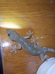 Gekko chinensis