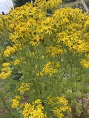 Jacobaea vulgaris