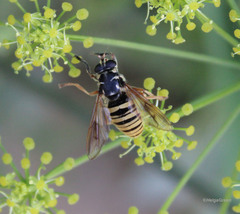 Temnostoma vespiforme