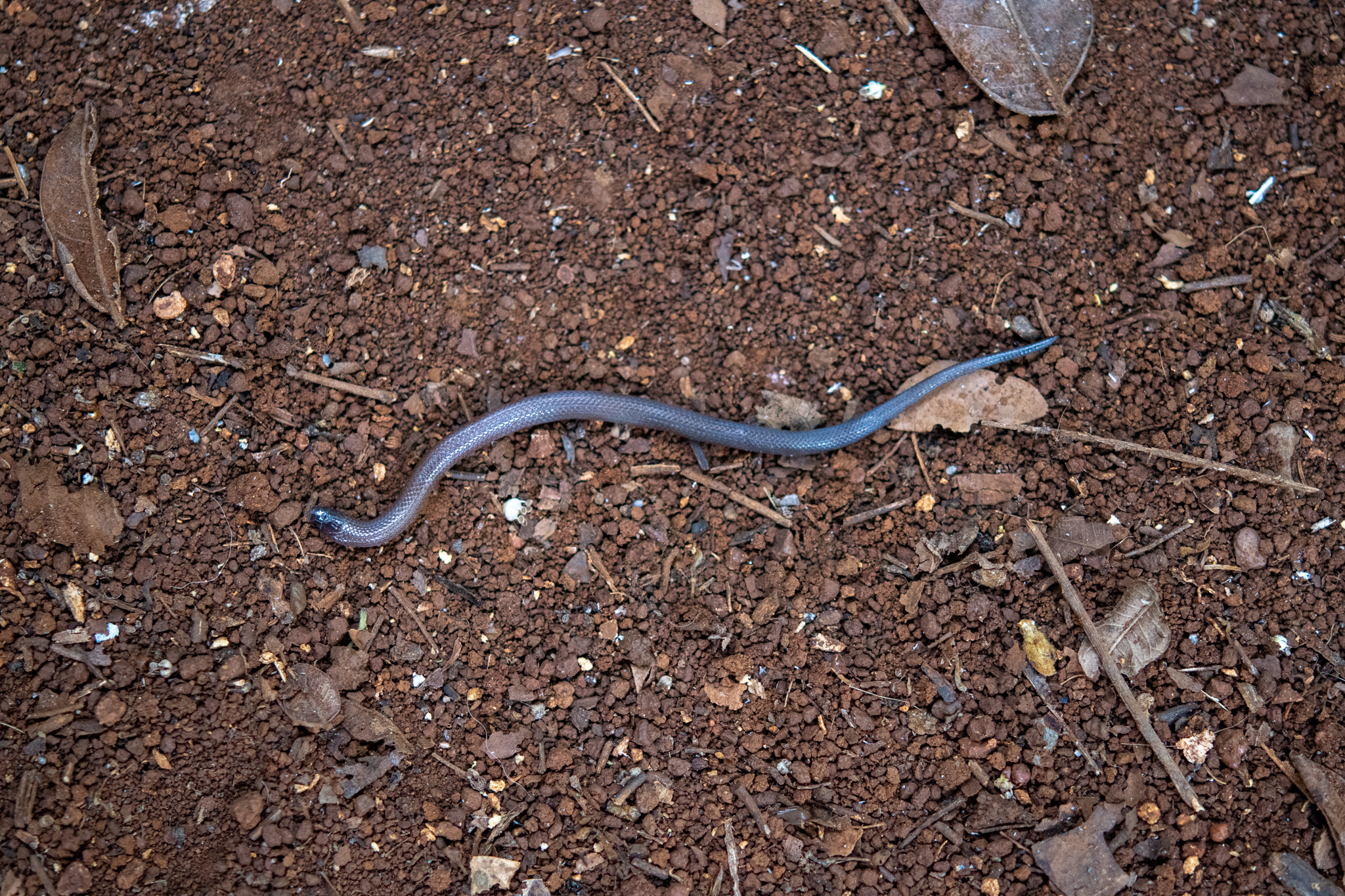 Linton's Dwarf Short-Tail Snake photo 4