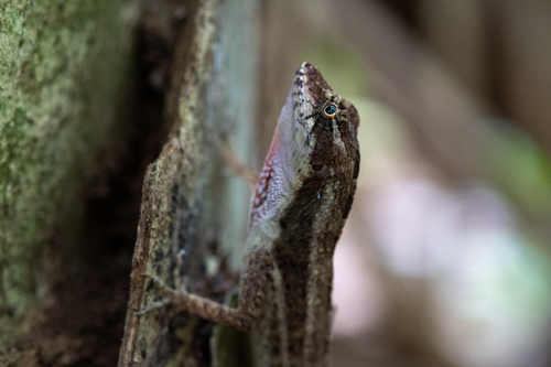 Bay Islands Anole, Anolis bicaorum