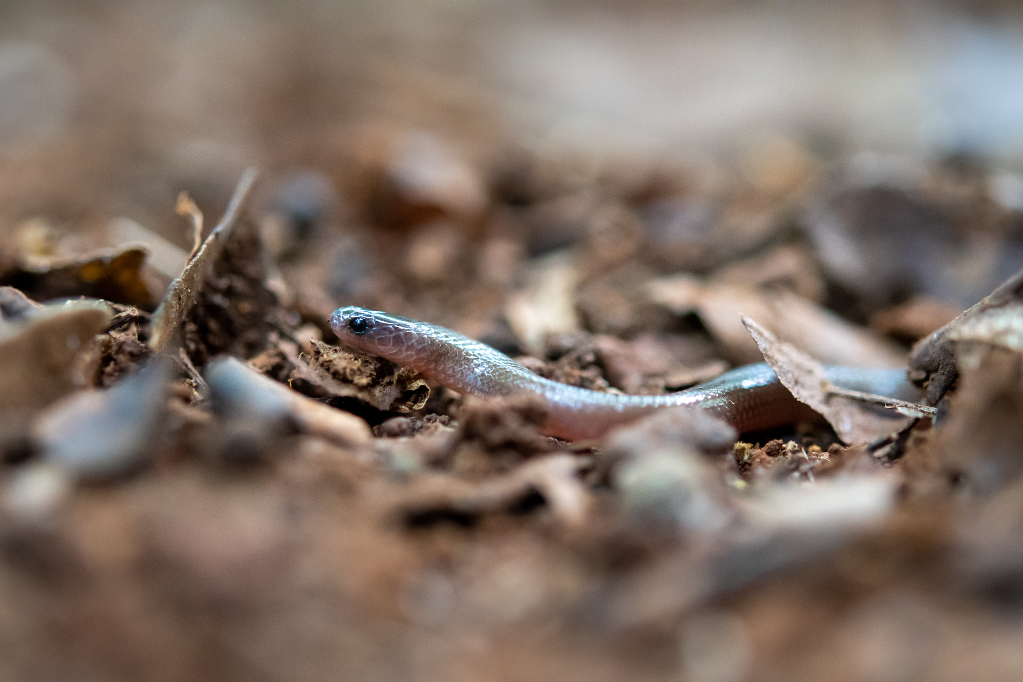 Linton's Dwarf Short-Tail Snake photo 5