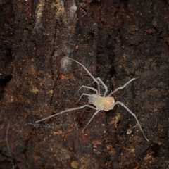 Phalangodidae
