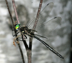 Somatochlora elongata
