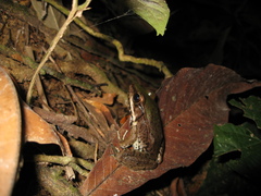 Lithobates palmipes