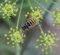 Temnostoma vespiforme