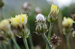 Crepis albida