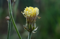 Crepis albida