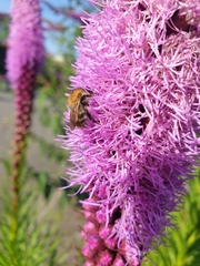 Bombus pascuorum
